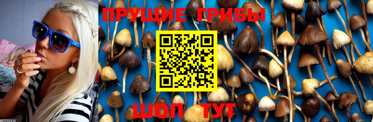 Псилоцибиновые грибы Psilocybe  Вход с VPN  Новосибирск 